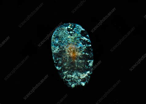 Sea Sapphire Copepods Stock Image C0502376 Science Photo Library