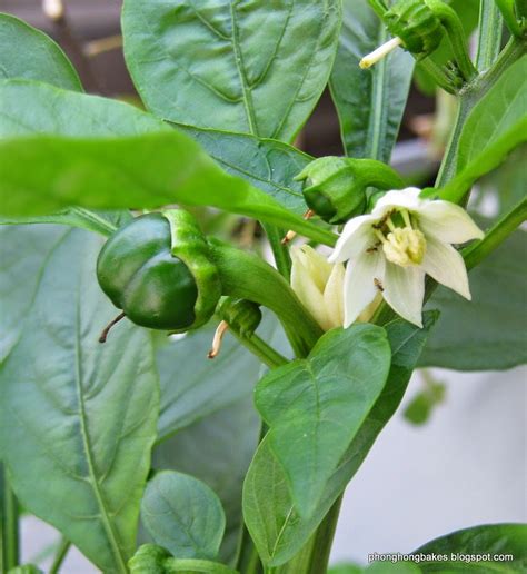 Ph Bakes And Cooks My Stingy Chili Plant