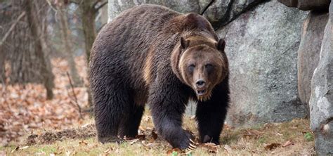 Grizzly Bear Has A New Home At North Carolina Zoo North Carolina Zoo