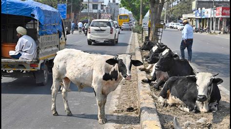 Stray Cattle Menace A Growing Concern On The Roads Of Ludhiana Hindustan Times