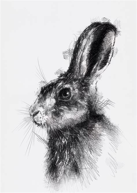 Hare Again Seanbriggs Animal Drawings Pencil Drawings Of Animals