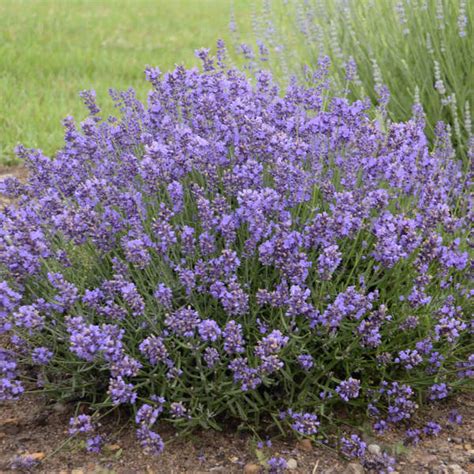 Lavandula Angustifolia Essence Purple Perennial Resource
