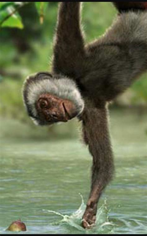 Primates Prehistóricos Ciencia Amino