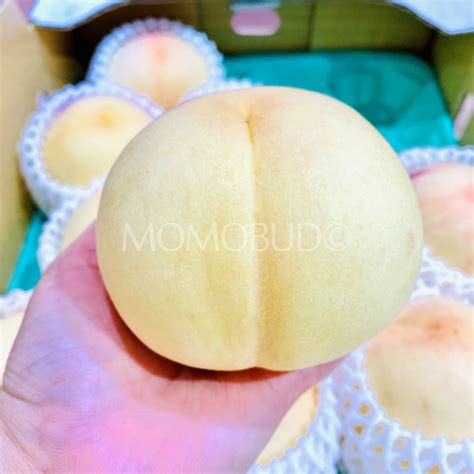 Japanese Ichinomiya Snow White Peach — Momobud