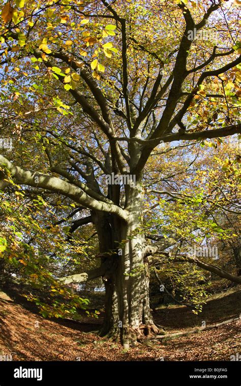 Ancient Beech Tree Fagus Sylvatica Forest Of Dean Gloucestershire Uk