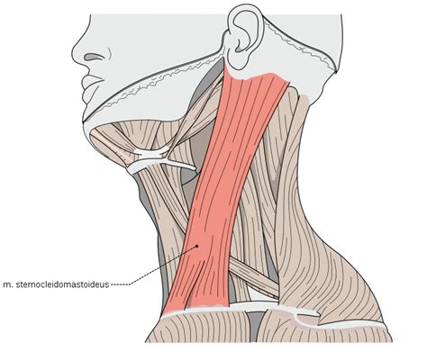 Neck Muscle Anatomy Infobarrel