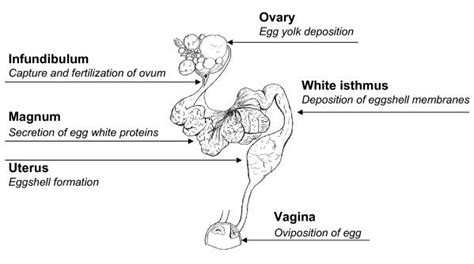 Physiology Of Egg Laying Hens Veterinaria Digital