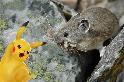 The Verge Review of Animals: pika vs. Pikachu | The Verge