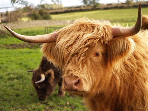 Highland Cattle Tony Roberts Flickr