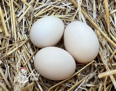Silkie And Silkie Showgirl Hatching Eggs