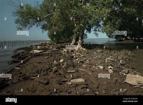 Mangrove Trees And The Rests Of A Man Made Structure On A Coastal