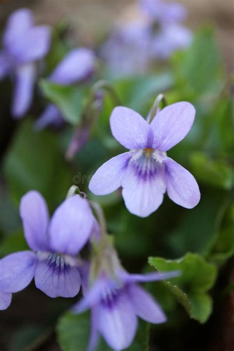 Wild Purple Violets In The Garden Stock Photo Image Of Bloom Floral