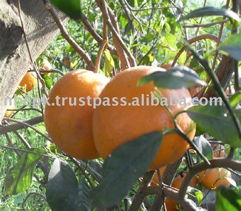 Citrus Fruit From Pakistanpakistan Citrus Nb Price Supplier 21food