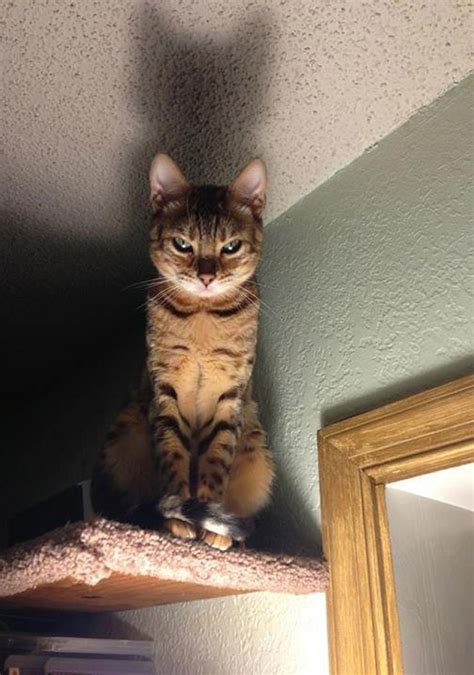 Gallery Of Cats Silently Judging Your Poor Life Decisions