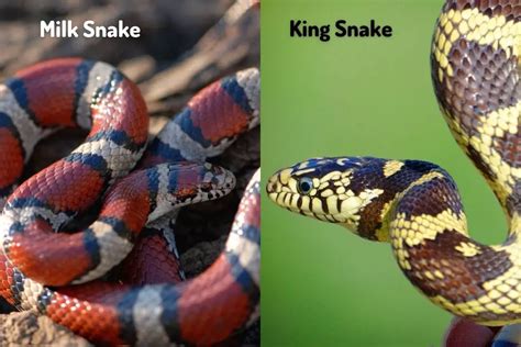 49 Best Ideas For Coloring King Snake Vs Rattlesnake