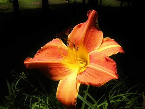 Day Lily Birds And Blooms