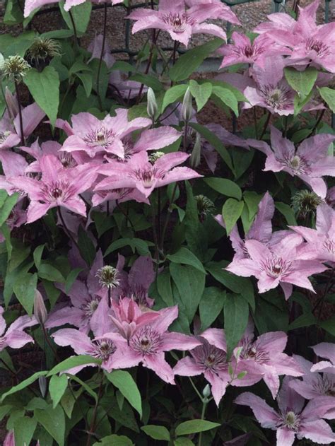 Good Climbing Flowers For Shade Shade Perennials