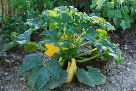 Tip On Growing Butternut Squash Like A Ninja