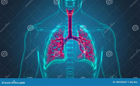 Polmoni Anatomia Del Sistema Respiratorio Umano Per Il Concetto Medico D Illustrazione Di Stock