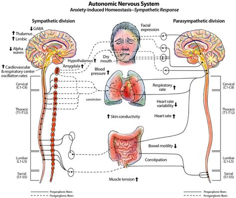 Sympathetic Nervous System Diagram