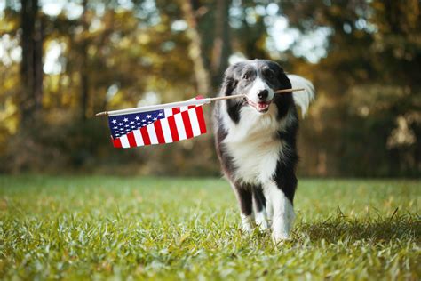 Dogs And Fireworks Tips To Keep Dogs Safe On 4th Of July Tractive