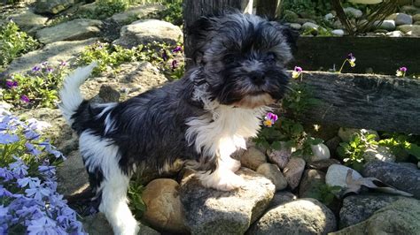 North canton, ohio member for: Havanese Puppies For Sale | Millersburg, OH #216697