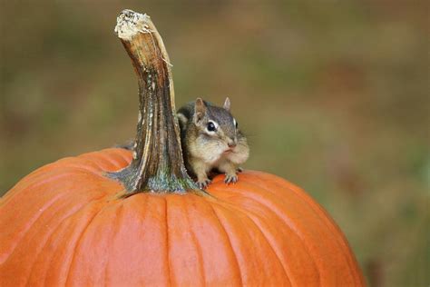 Little Chipmunk Sitting On A Pumpkin Photograph By Sue Feldberg