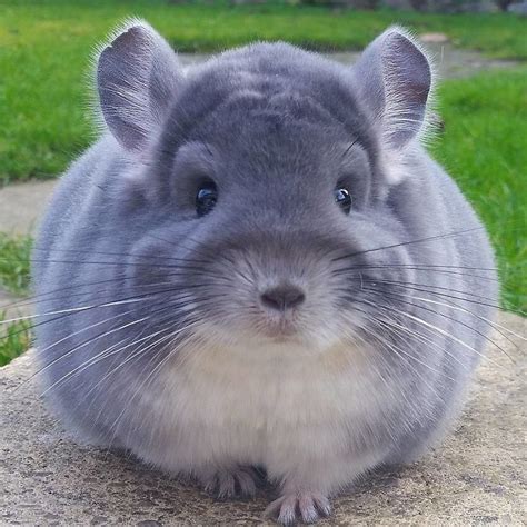 Clancy Tuckers Blog 26 November 2017 Facts About The Chinchilla