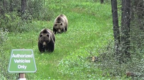 Female Grizzly Bear Chases Down A Suitable Mating Partner Youtube