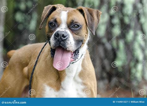 Boxer Dog Panting Tongue Pet Adoption Photography Stock Image Image
