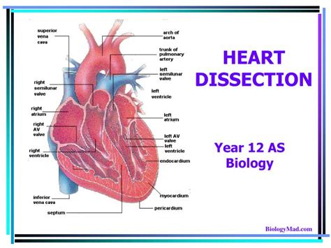 Ppt Heart Dissection Powerpoint Presentation Free Download Id