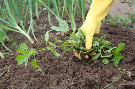 A weed is simply a plant growing where it's not wanted. Garden Weeds: 8 Most Effective Ways To Get Rid Of Them For ...