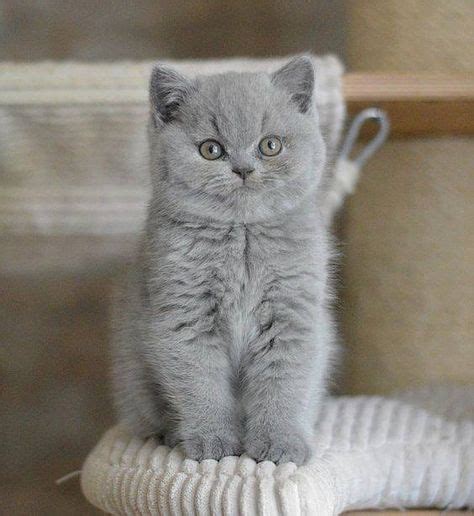 Adorable Kittens Grey Cats And Kittens In 2020 Kittens Cutest Cute