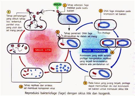 Siklus Hidup Virus Siklus Litik Dan Siklus Lisogenik Biologi