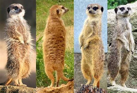 Meerkat Facts Animal Facts Encyclopedia