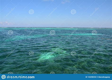 Coral Reef On Caye Caulker Island Belize Stock Photo Image Of Coral