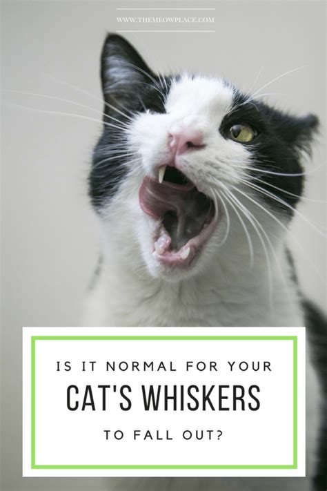 Only one or two will fall out at a time, because they are specialized hairs. Is It Okay For A Cat's Whiskers To Fall Out? | Handling ...