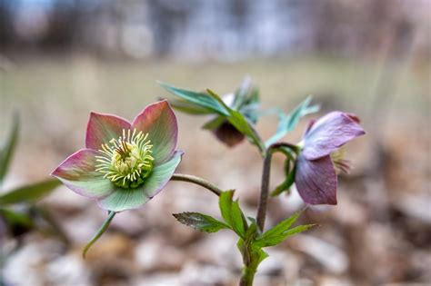 Hellebore Toxicity What Happens If Your Dog Eats Hellebore In The