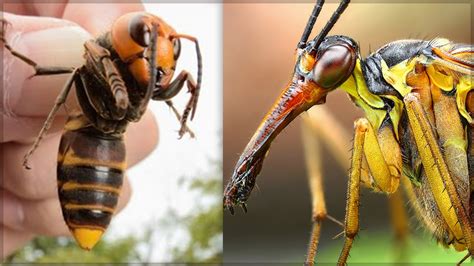 5 Insectes Les Plus Insolites Au Monde Youtube