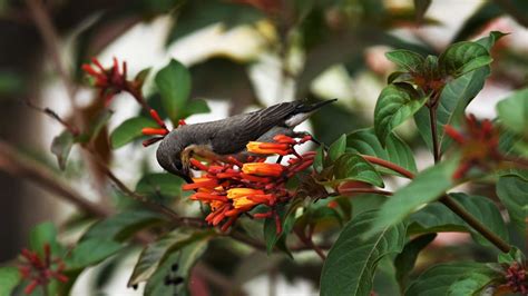 As at 8pm sunday 3 may there were 56 cases, with 45 people having recovered so far. Backyard Birding in Central India to Beat Lockdown - Free ...
