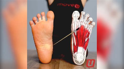 Learn About The Foot Muscles With This Anatomy Art Time Lapse Youtube
