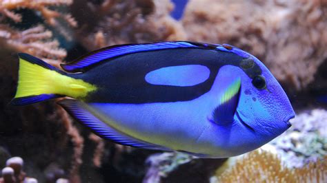 Love Disneys Dory Fish Soon You Could Get Your Own