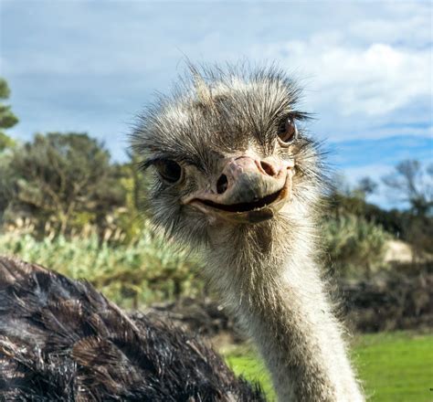 Ostrich Smiling Photo And Image Animals Wildlife Birds Images At