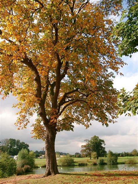 His color was registered to dark chestnut in aus.s.b. File:Autumn Horse Chestnut at Woodland Waters - geograph ...