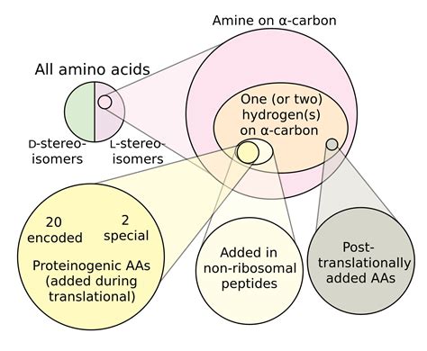 Proteinogenic Amino Acid Wikiwand