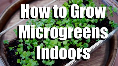 How To Grow Microgreens Indoors Growing Your Indoor Garden 1 Youtube
