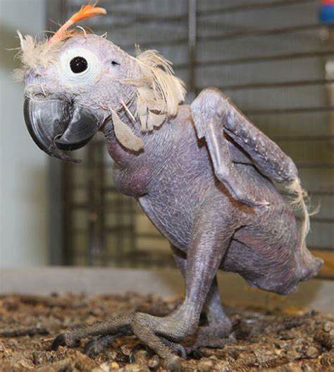 These 15 Hairless Animals Are Barely Recognizable Bored Panda