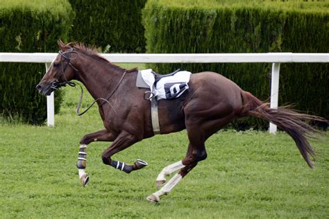 Gambar Gambar Padang Rumput Kecepatan Penunggang Kuda Ras Kompetisi