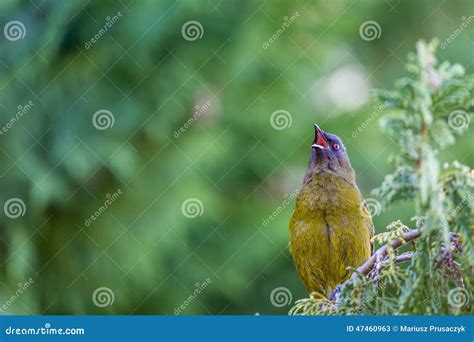Popular New Zealand Bird In Nature Forest Stock Image Image Of Head