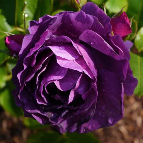 Rosier Purple Eden Rose Violette Rosier Massif Pépinières Naudet